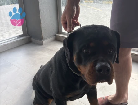 Rottweiler Kızıma EşArıyorum