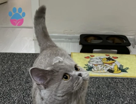 British Shorthair Kızım için eş arıyorum