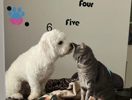 Maltipoo Oğluma Gelin Arıyorum