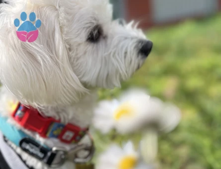 Maltipoo Oğluma Gelin Arıyorum