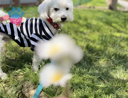 Maltipoo Oğluma Gelin Arıyorum