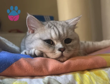 11 aylık british shorthair dişi eş arıyor