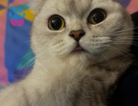 11 aylık british shorthair dişi eş arıyor