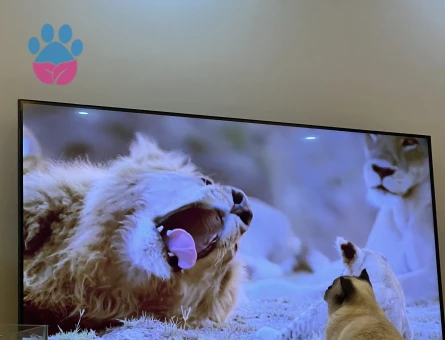 British Shorthair Bluepoint Kedim 11 Aylık Eş Arıyor