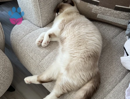 British Shorthair Bluepoint Kedim 11 Aylık Eş Arıyor