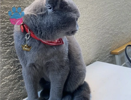 Scottish Fold 1 Yaşında Eş Arıyor