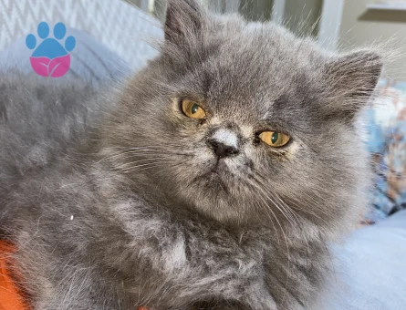 Exotic shortair 1 Yaşında erkek