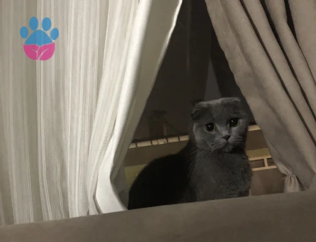 Scottish Fold kızımıza eş arıyoruz