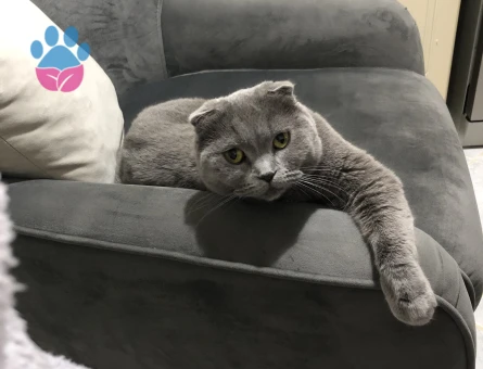 Scottish Fold kızımıza eş arıyoruz