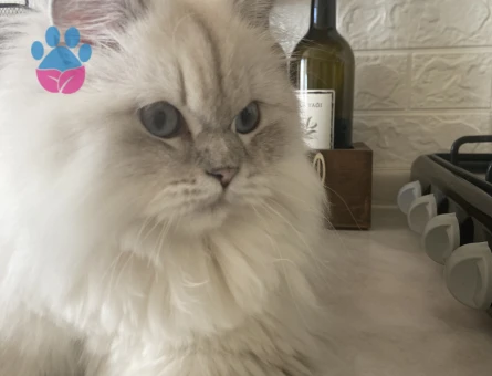 British Kızıma eş arıyorum