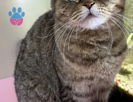 Dişi Scottish Fold Kedime Eş Arıyorum