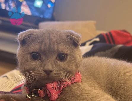 Kızıma eş arıyorum