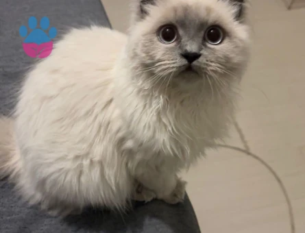british bluepoint longhair 1 Yaşında Eş Arıyor