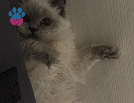 british bluepoint longhair 1 Yaşında Eş Arıyor