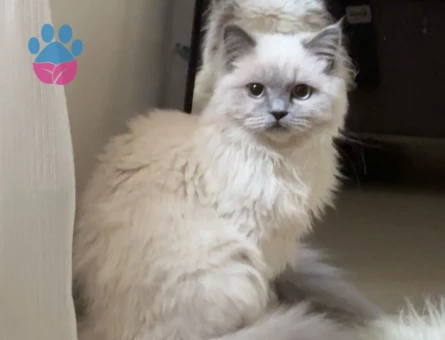 british bluepoint longhair 1 Yaşında Eş Arıyor