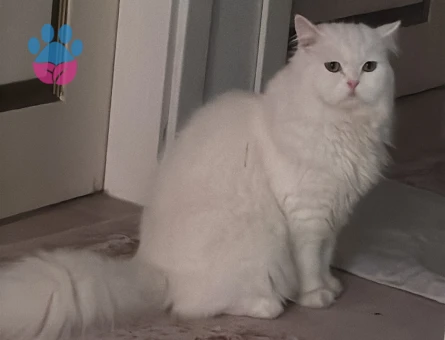 British Longhair Pamuk Eş Arıyor