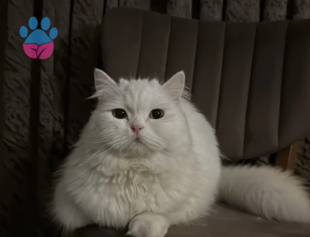 British Longhair Pamuk Eş Arıyor