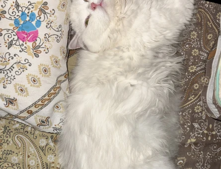 British Longhair Pamuk Eş Arıyor
