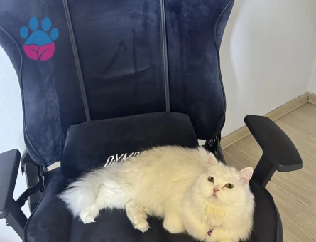 British Longhair Pamuk Eş Arıyor