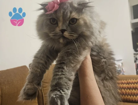 Scottish Longhair kızımıza erkek aday arıyoruz.