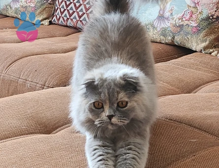 Scottish Longhair kızımıza erkek aday arıyoruz.