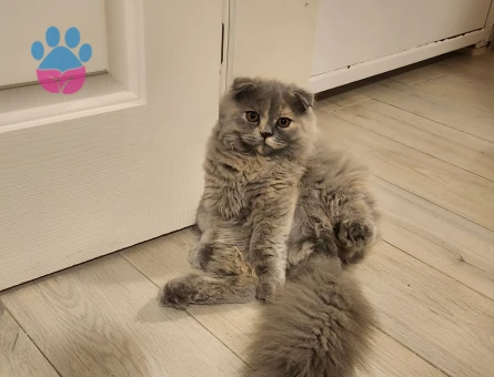 Scottish Longhair kızımıza erkek aday arıyoruz.