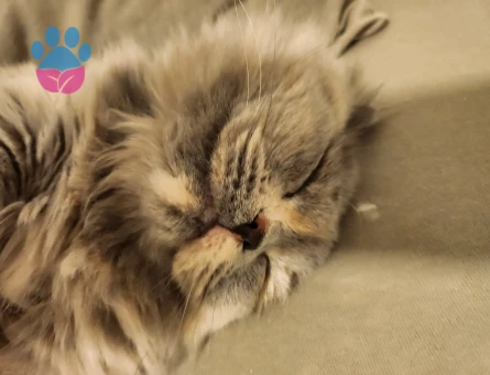 Scottish Longhair kızımıza erkek aday arıyoruz.