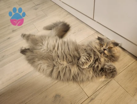 Scottish Longhair kızımıza erkek aday arıyoruz.