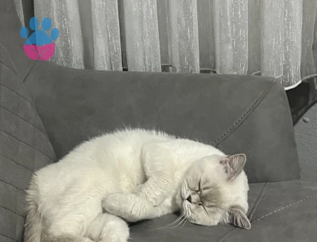 British Shorthair 1 Yaşında Kedim Eş Arıyor