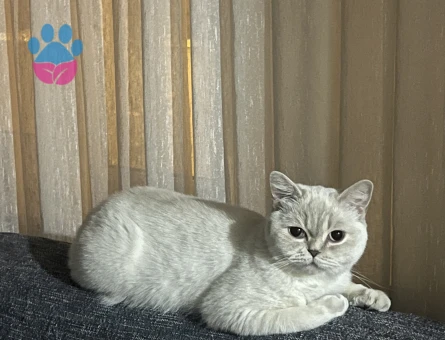 British Shorthair 1 Yaşında Kedim Eş Arıyor