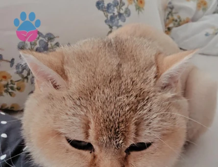 British Shorthair 1 Yaşında Kızımıza eş arıyoruz