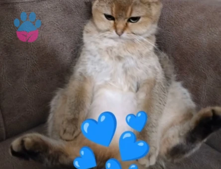 British Shorthair 1 Yaşında Kızımıza eş arıyoruz