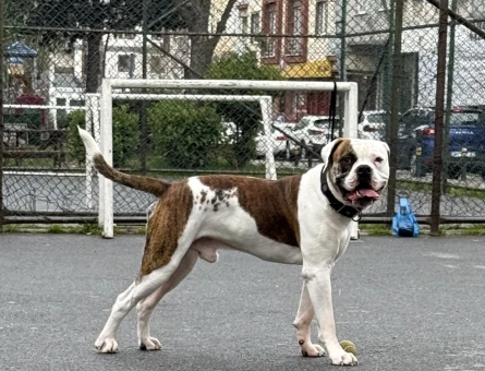 American Bulldog (Safkan, 200 yıllık seceresi) - 118983937