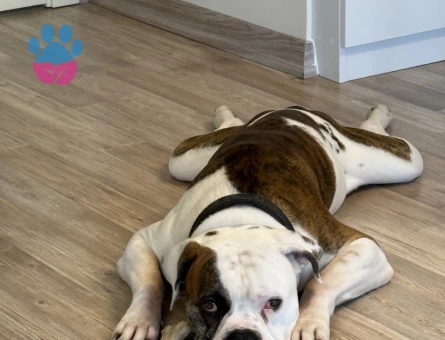 American Bulldog (Safkan, 200 yıllık seceresi)