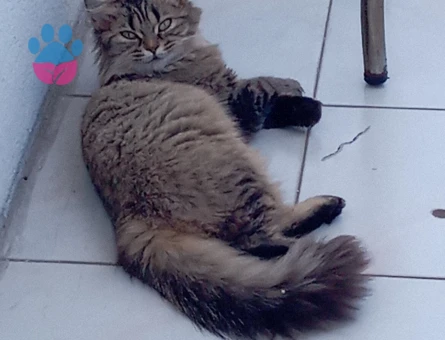 Norveç Orman Kedisi Kızıma Erkek EŞ Arıyorum