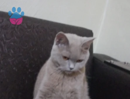 British Shorthair 1 Yaşında Eş Arıyor