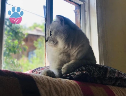 British Shorthair Hünkar Eş Arıyor