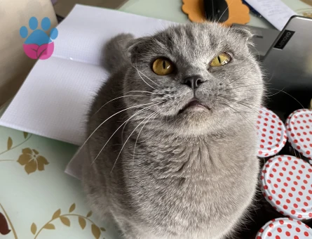Scottish Fold Kedime Eş Arıyorum