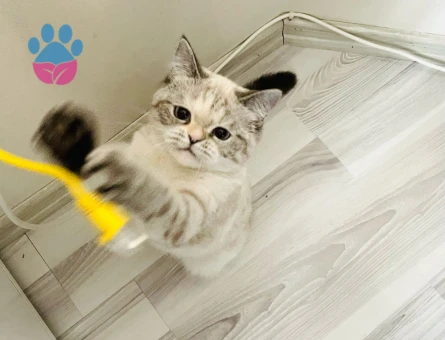 British Shorthair 1 Yaşında Eş Arıyor