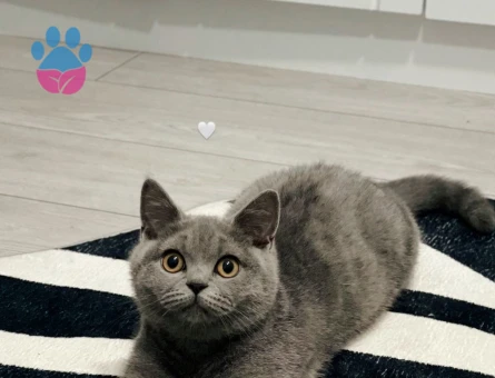 Güzel kızımıza eş arıyoruz