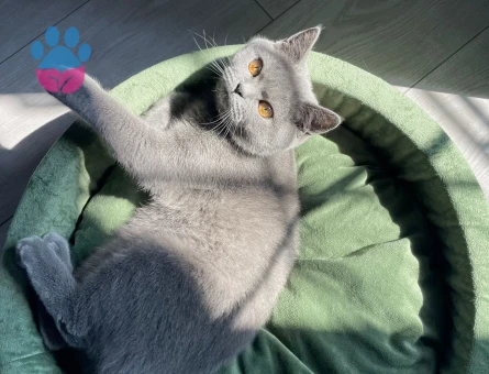 Güzel kızımıza eş arıyoruz