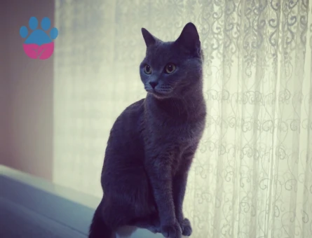 British Kızıma eş arıyorum