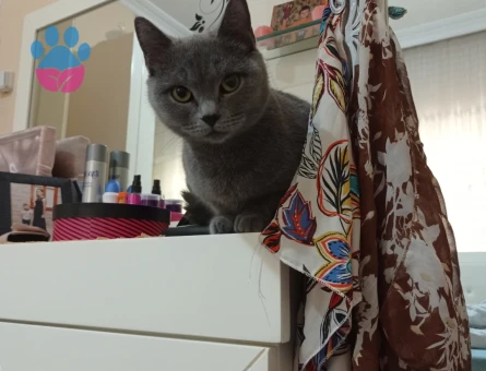 British Kızıma eş arıyorum