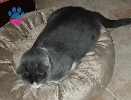 Smokin (tuxedo) desenli bir ev kedisi