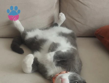 Smokin (tuxedo) desenli bir ev kedisi