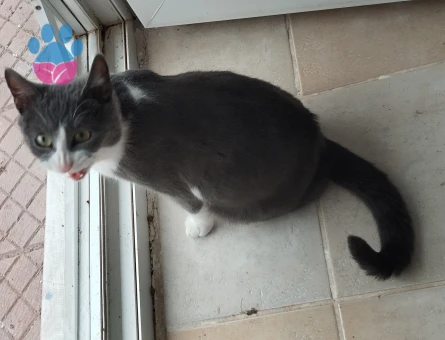 Smokin (tuxedo) desenli bir ev kedisi