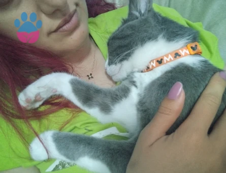 Smokin (tuxedo) desenli bir ev kedisi