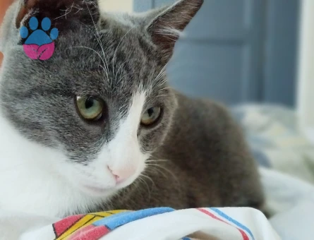 Smokin (tuxedo) desenli bir ev kedisi