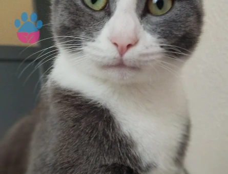 Smokin (tuxedo) desenli bir ev kedisi