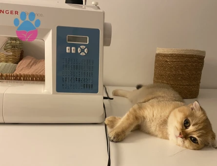 Prenses eşini arıyor